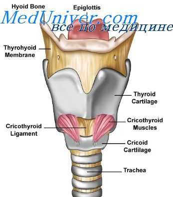 функция гортани