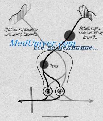 кора головного мозга и движения глаз