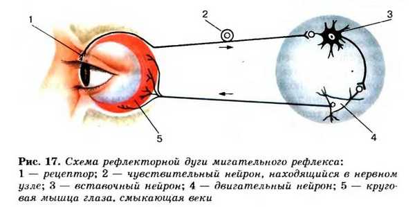 рефлекторная дуга глаза
