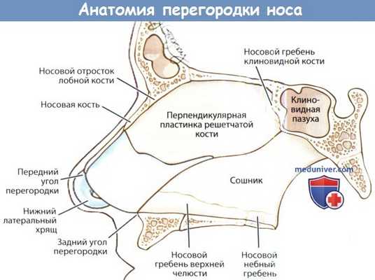 Анатомия перегородки носа