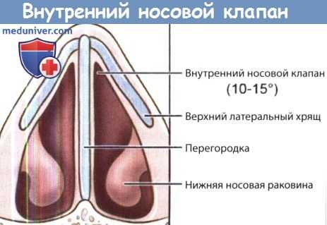 Внутренний носовой клапан