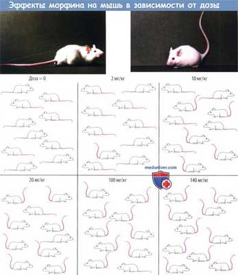 Дозы морфина и его эффект