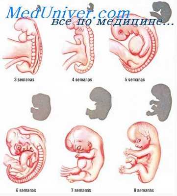 жаберные дуги эмбриона