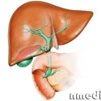 Влияние антибиотиков
