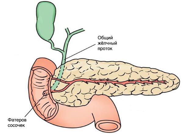 Фатеров сосочек
