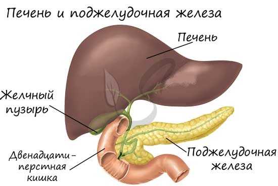 Печень и поджелудочная железа