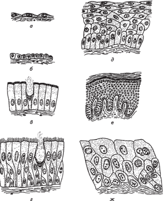 Эпителиальные ткани (по O.B. Александровской и соавт.)