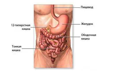 Желудочно-кишечный тракт человека