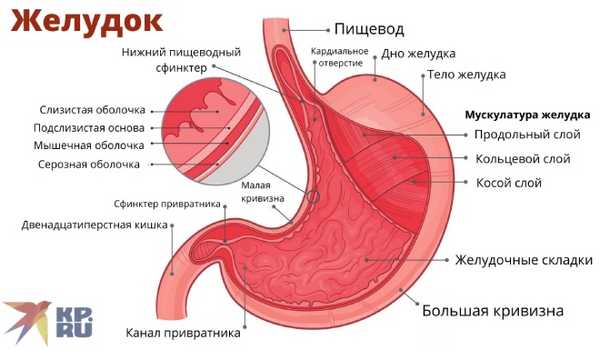 Строение желудка