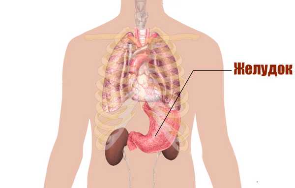 Расположение желудка
