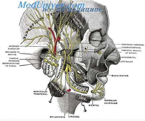 жевательные мышцы