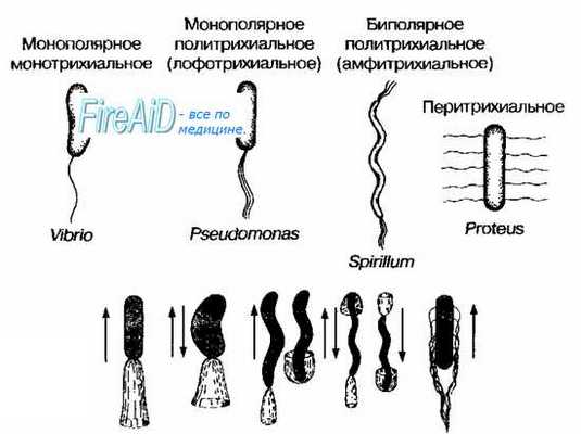 Жгутики бактерий. Расположение жгутиков. Перитрихи. Монотрихи. Политрихи. Лофотрихи. Амфитрихи. Феномен роения. Диагностика подвижности бактерий.
