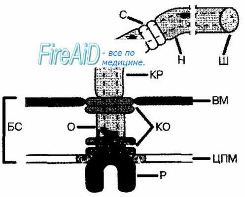 Жгутики бактерий. Расположение жгутиков. Перитрихи. Монотрихи. Политрихи. Лофотрихи. Амфитрихи. Феномен роения. Диагностика подвижности бактерий.