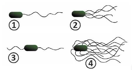 Жгутики - Типы жгутикования у бактерий
