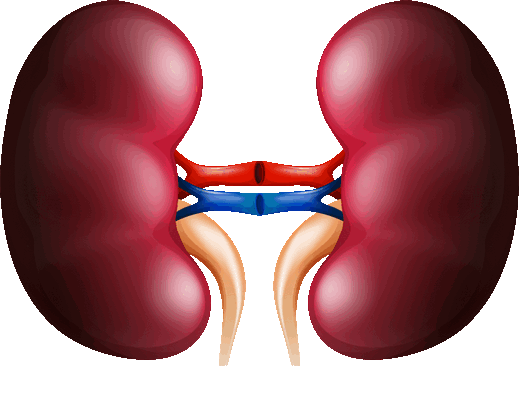 Почки - орган мочевыделительной системы