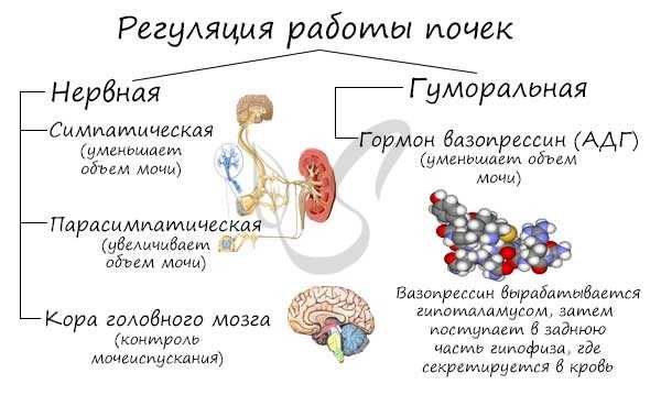 Регуляция работы почек