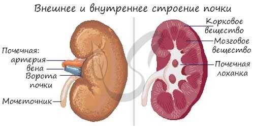 Строение почки