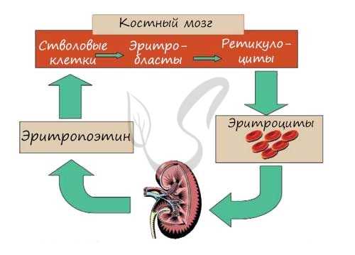 Эритропоэтин