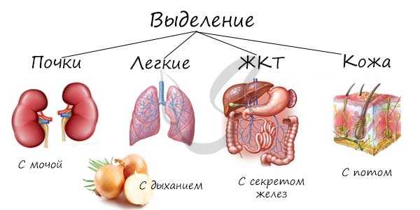 Органы выделительной системы