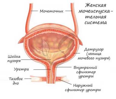 Женская мочеиспускательная система