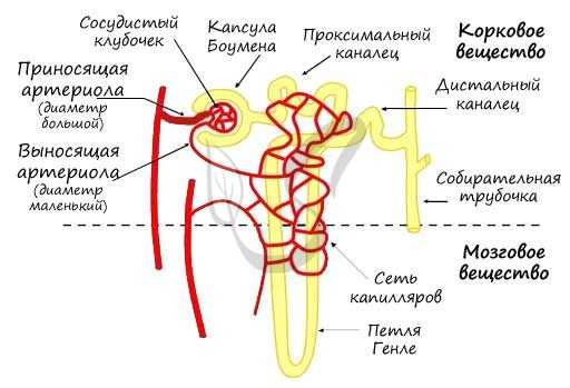Строение нефрона