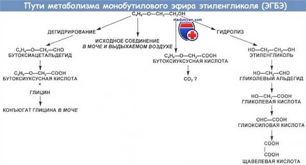 Пути метаболизма монобутилового эфира этиленгликоля