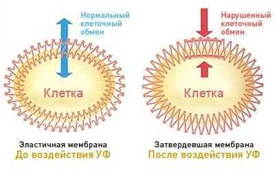 Влияние солнечного излучения на клетку кожи
