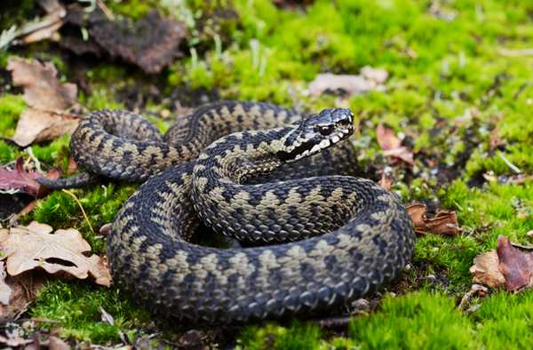 Обыкновенная гадюка 