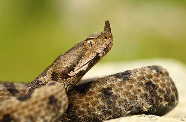 Носатая гадюка 