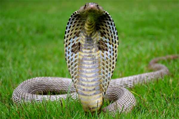 Королевская кобра