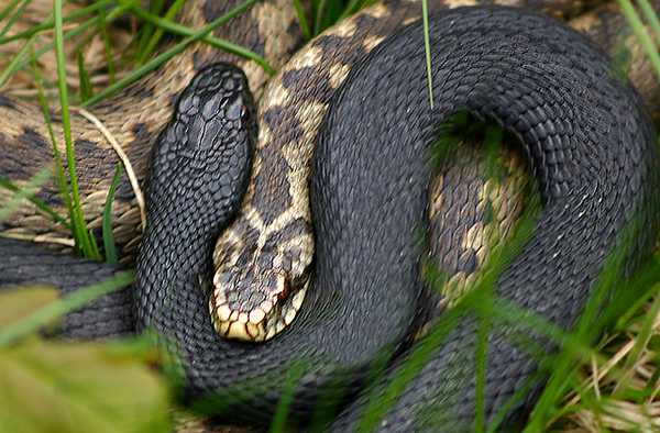 Гадюка-меланист без зигзагообразного рисунка 