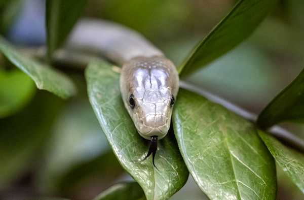 черная мамба