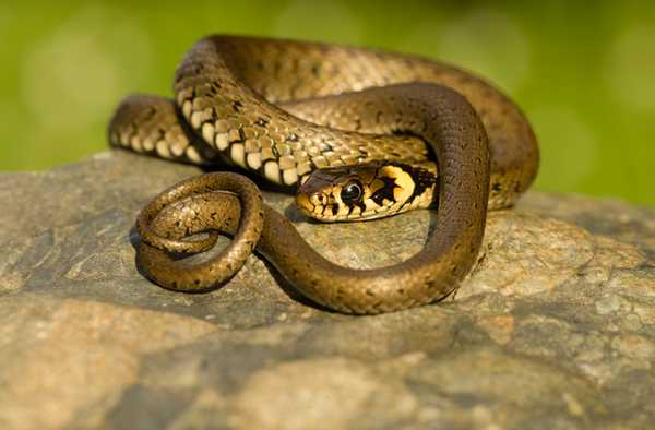 Обыкновенный уж 