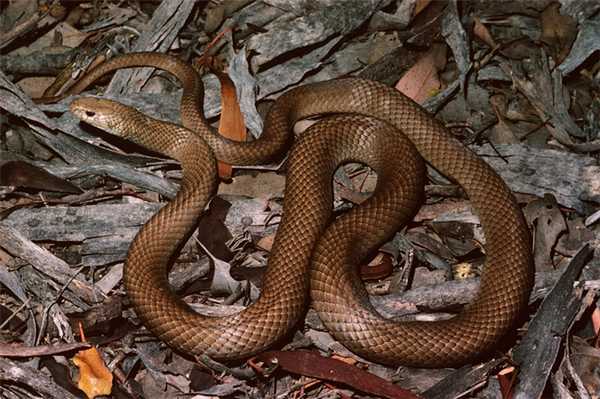 Сетчатая коричневая змея