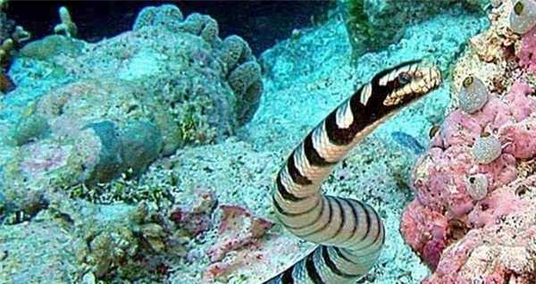 Чешуйчатая гадюка дальний родственник гремучих змей