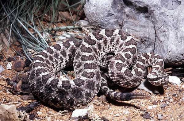  Цепочный карликовый гремучник