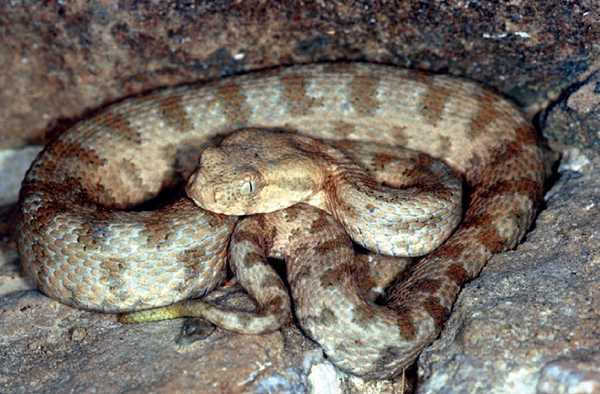 Закавказская гюрза