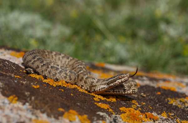 Обыкновенный щитомордник