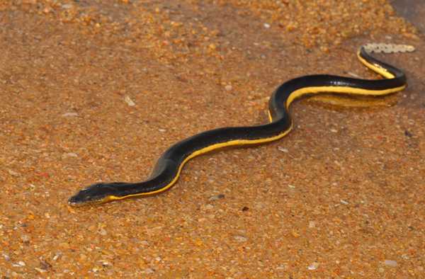 двухцветная пеламида