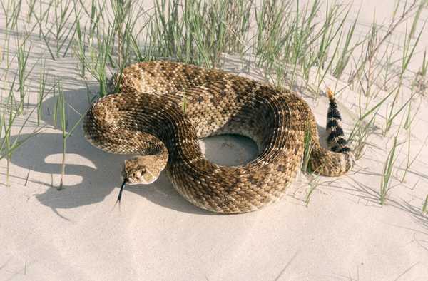 Страшный гремучник