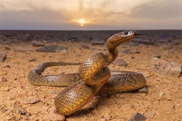 Тайпан Маккоя