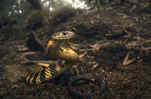 ТИГРОВАЯ ЗМЕЯ