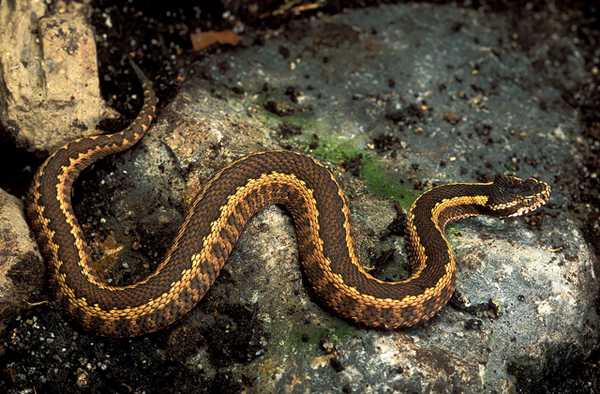 Гадюка Динника 