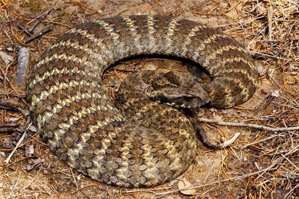 Шипохвост австралийский