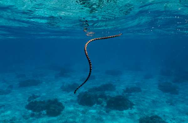 змея Белчера