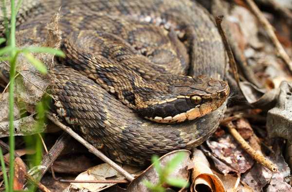 Восточный щитомордник