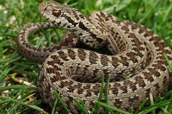 Степная гадюка