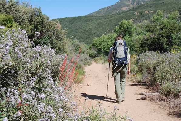 Гремучие змеи в Калифорнии