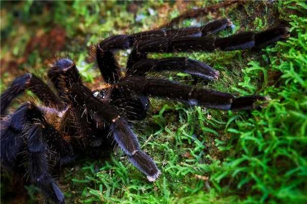 10 самых опасных животных Латинской Америки