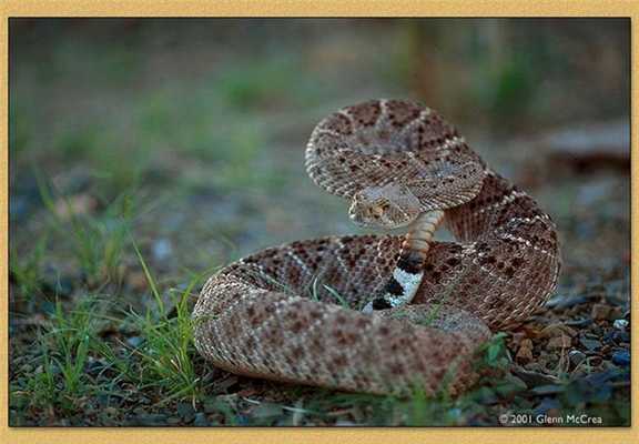 Гремучие змеи в Калифорнии
